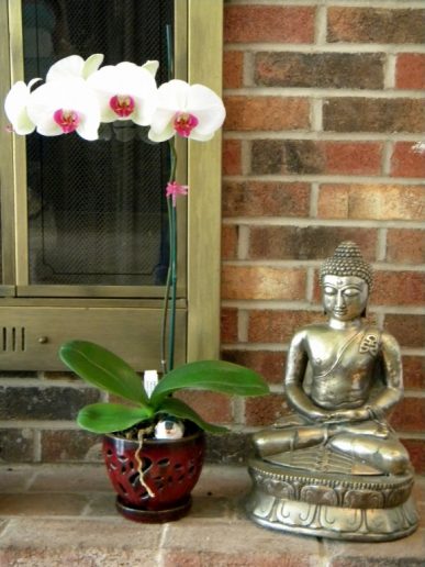Yoga Series Gift Card - 6 Classes